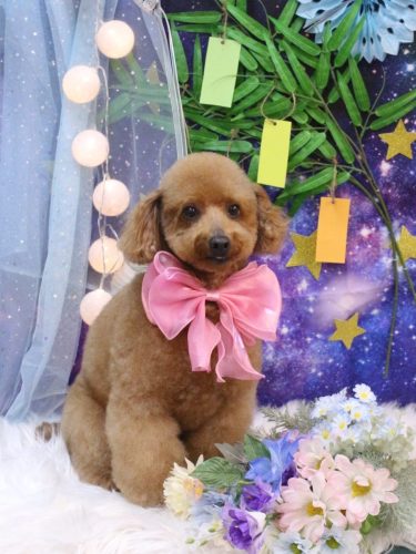 20250706チョコちゃん